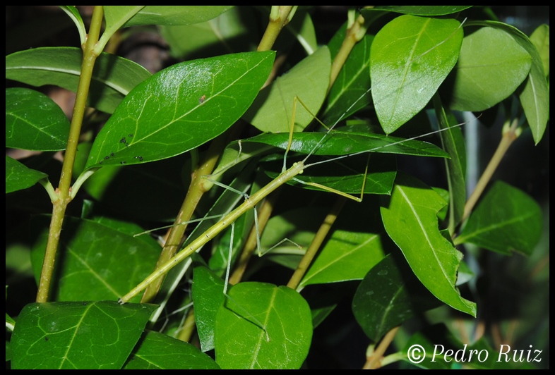 Ninfa L3 de Anarchodes annulipes, 4 cm de longitud