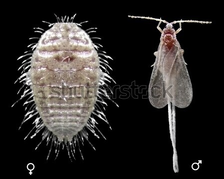 cochineal insects