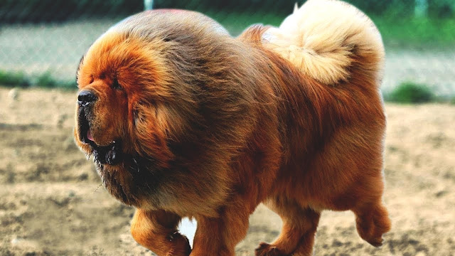 "Close-up of a majestic Tibetan Mastiff with thick fur and a powerful build, a breed known for loyalty and guarding abilities."