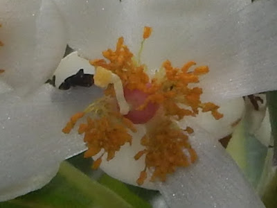 瓊崖海棠的花