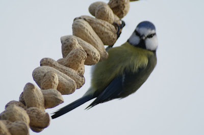 Blaumies - Pimpelmees - Cyanistes caeruleus