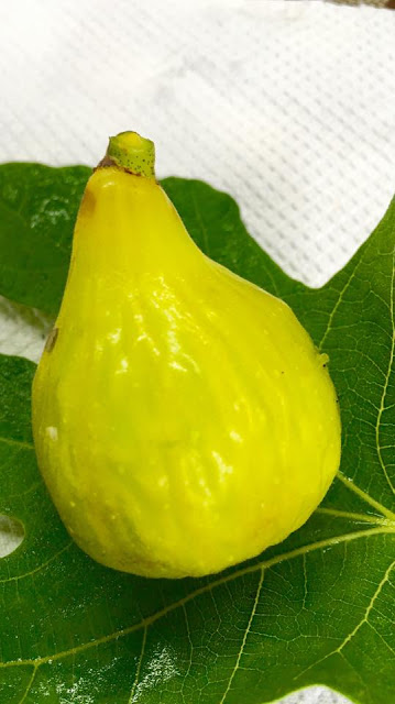 FLORENTINE Figs