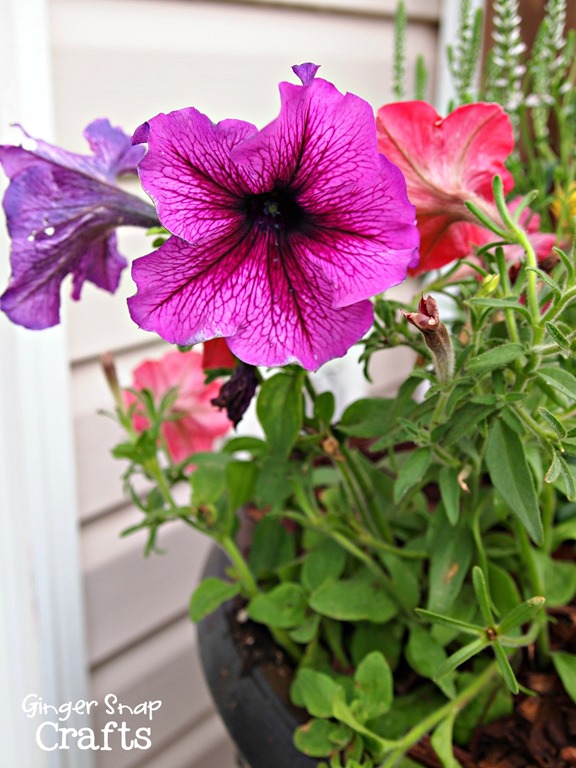 #digin flowers from the Home Depot