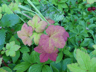 Gadellier glanduleux - Ribes glandulosum