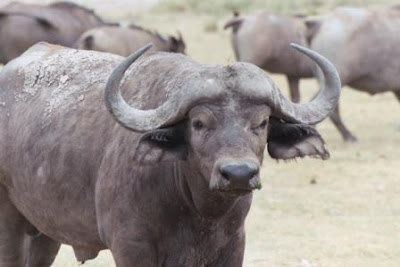 Cape-Buffalo