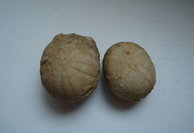 Three fossils Sea Urchin/Fossil echinoid were found in archaeological field near Danube River(village Somovit, City of Pleven, Bulgaria).