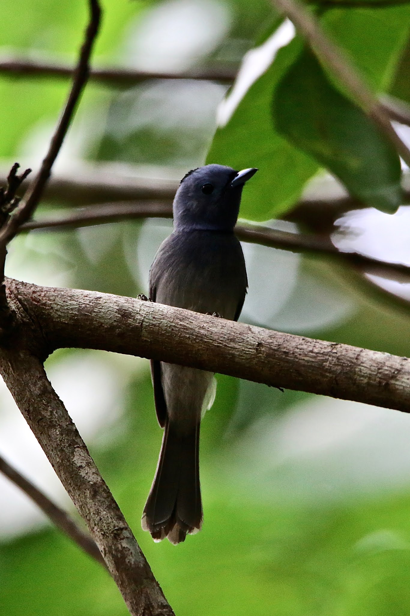 Black-naped Monarch birds of India  large high resolution free