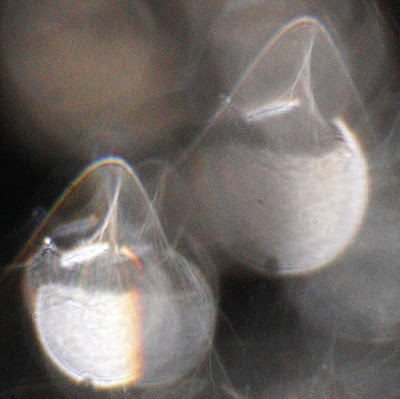 orb veil and striped orb