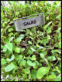 gardening microgreen garden plants basic salad mix