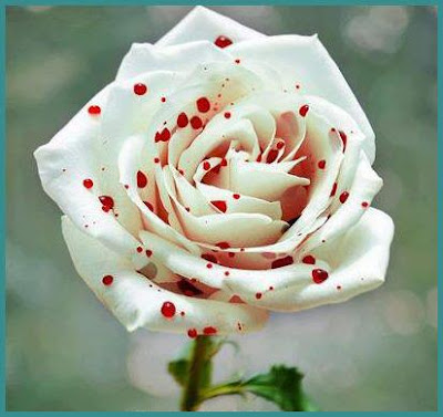 WHITE ROSE IMAGES FREE DOWNLOAD  15