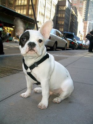 mini french bulldog