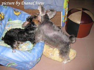 Miniature-Schnauzer Silky-Terrier