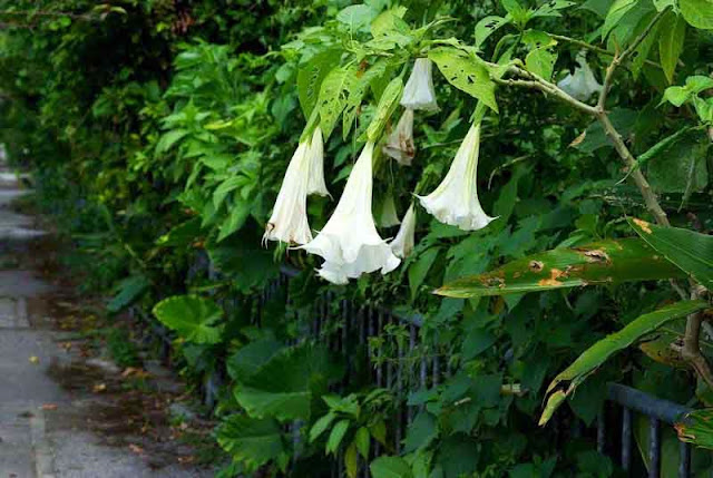 flowers, White Angel Trumpets