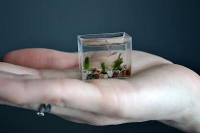 The Russians Create World's Most Smallest Aquarium Seen On lolpicturegallery.blogspot.com