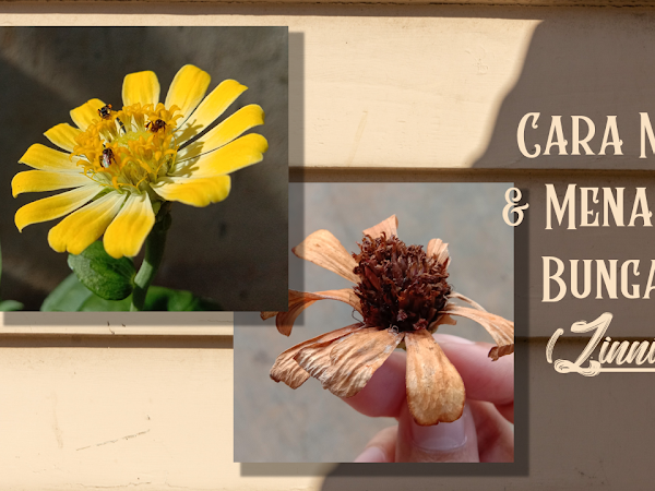 Cara Memanen dan Menanam Biji Bunga Kertas atau Zinia (Zinnia elegans)