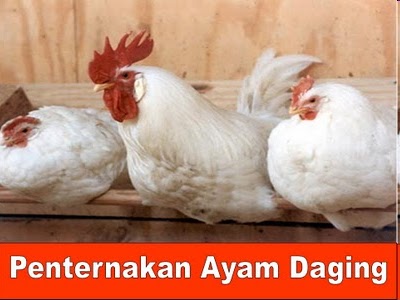 Bukan doktor veterinar: Ternak Ayam & Itik