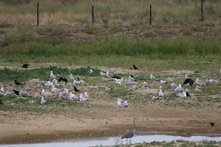 3rd cycle Yellow-legged Gull