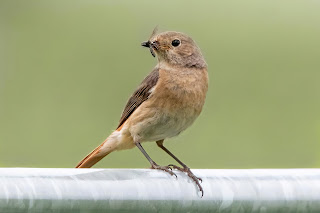 Redstart DFBridgeman