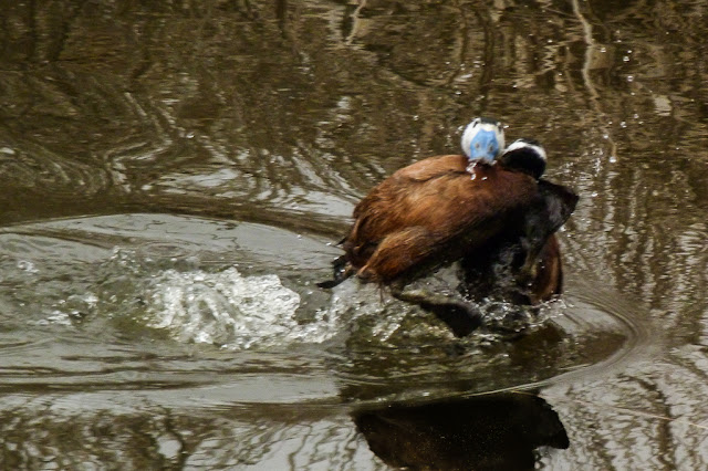 Oxyura leucocephala machos luchando