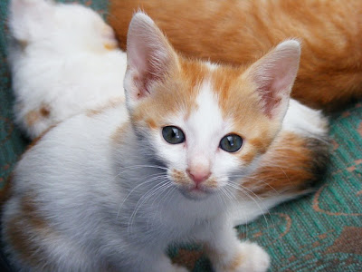 Kumpulan Foto Kucing Lucu Imut dan Menggemaskan 