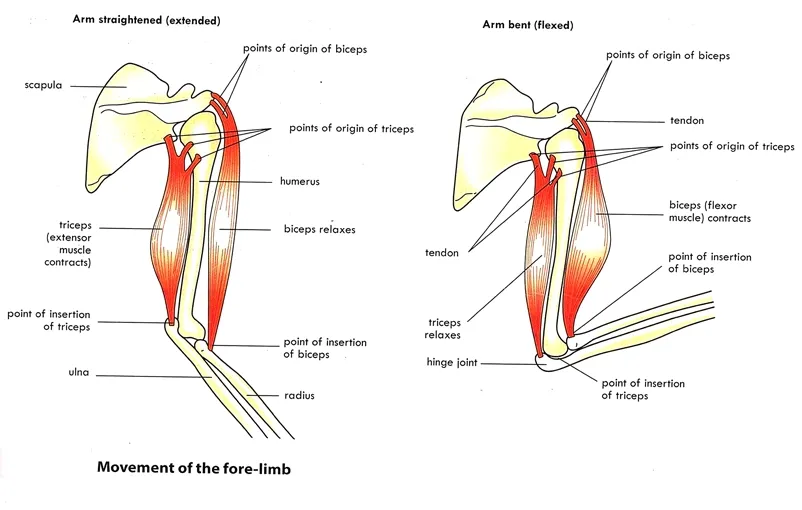 Movement of the fore-limbs