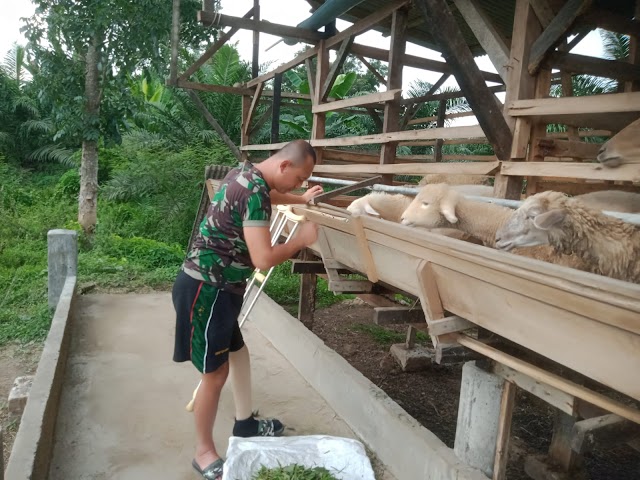  Anggota Kodim 0309/Solok, Geluti Usaha Berternak Kambing. 