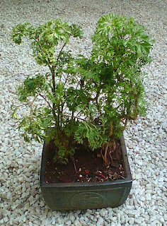 Aralia Parsley Bonsai tree