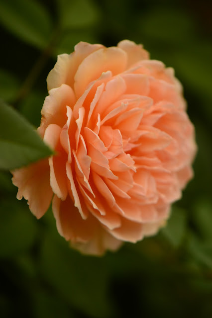 rose Crown Princess Margareta, David Austin roses, small sunny garden, amy myers photography, desert garden