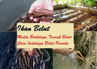 Cara budidaya ternak ikan belut