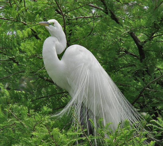 Natural Beauty