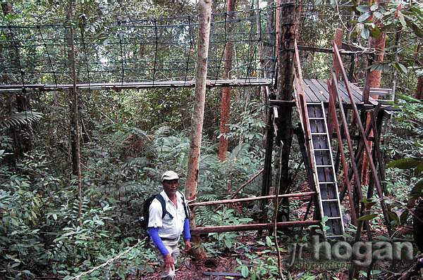 Canopy Walk in Batang