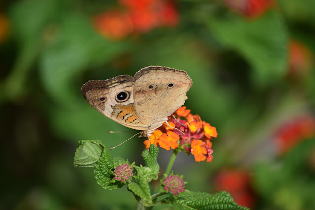 Beige butterfly with large eye spot on wing perches on orange lantana flowers