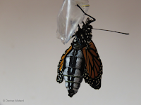 Emerged female Monarch, abdominal view - © Denise Motard