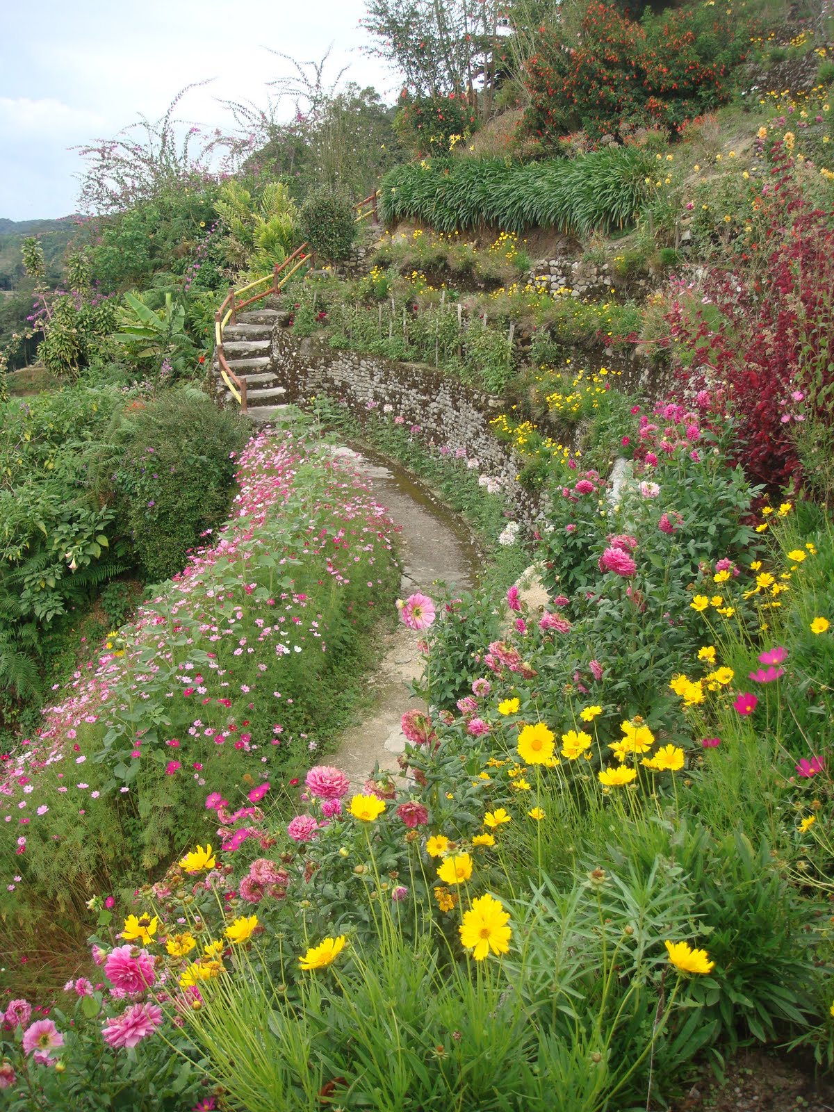 Gardening Dream Inspire: Rose Center In Cameron Highlands