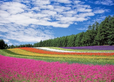 다채로운 꽃밭 사진