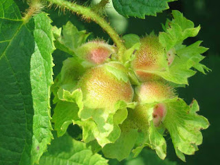 american hazelnut shrub fruit images