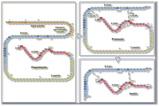 sugars,Type 2 Diabetes,glycolysis,health,diabetes mellitus,MSChemistry,health and living,#RoadToMSChemistry,Type 1 diabetes,sweets,GLUT4,health and beauty,diabetes, Insulin