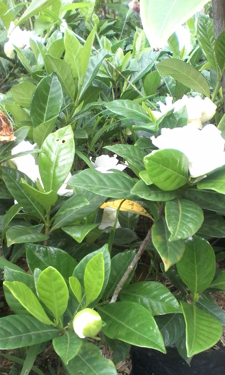 jual pohon kaca piring bunga putih HABIBAN TAMAN DAN 