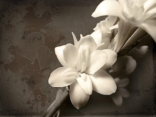 Beautiful White Flower Desktop Wallpaper