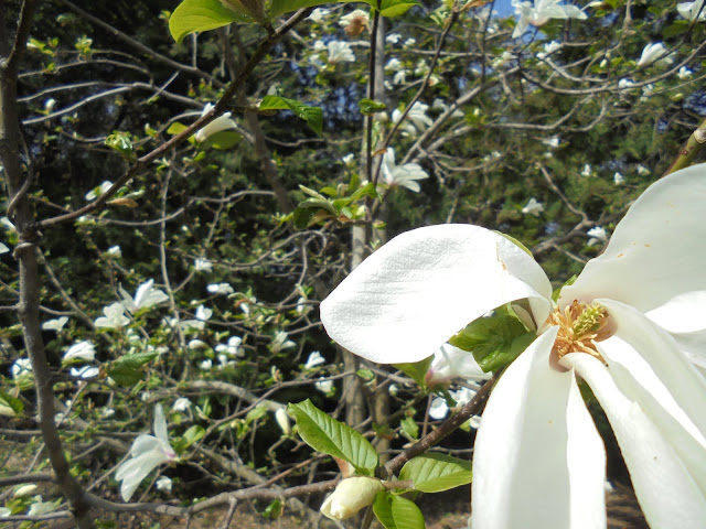 モクレン科コブシの花