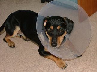 conehead