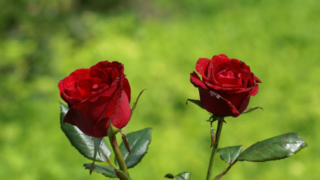 Two Red Rose Flower Wallpaper