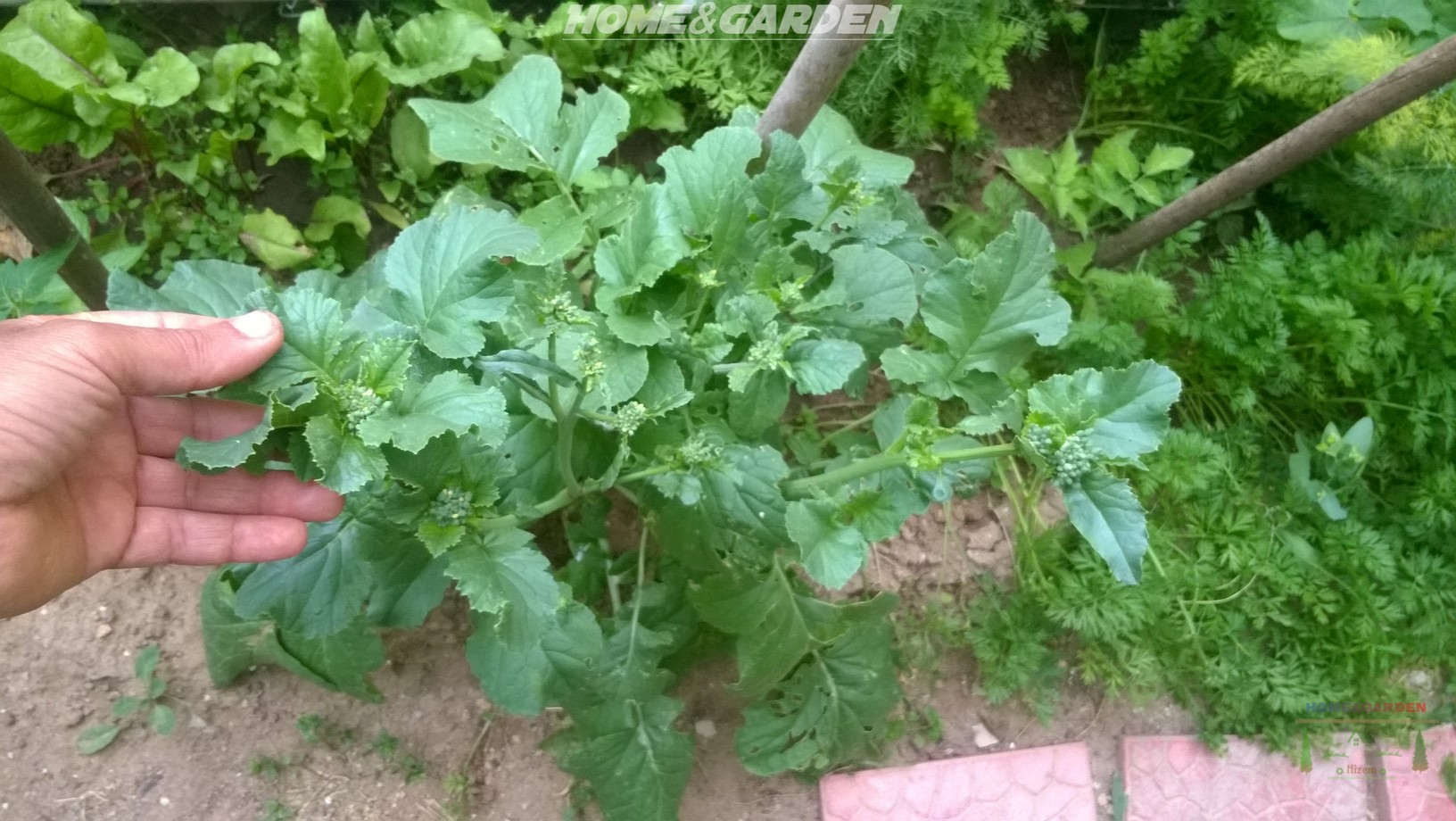 choose which radish plants will go to seed, it must be the healthiest and strongest one.