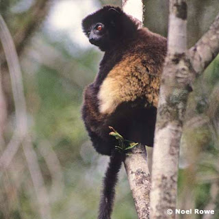 Milne edward´s sifaka