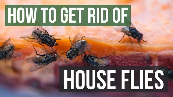 Get Rid Of Houseflies In Your Home