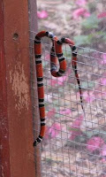 Tropical King Snake