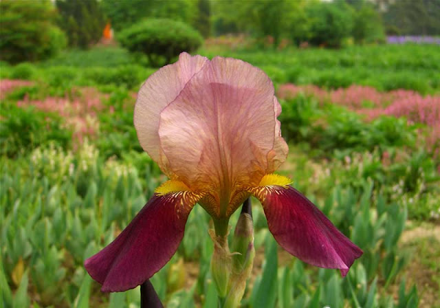 Iris Flowers Pictures