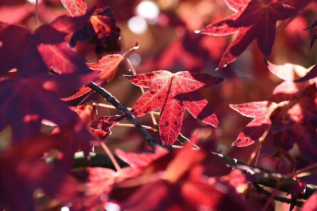 Crimson Leaves by Carol