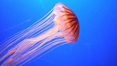 Jellyfish: Animals That Never Die