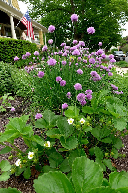 Chives in bloom